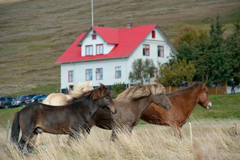 Geitaskarth Villa Blonduos Eksteriør bilde